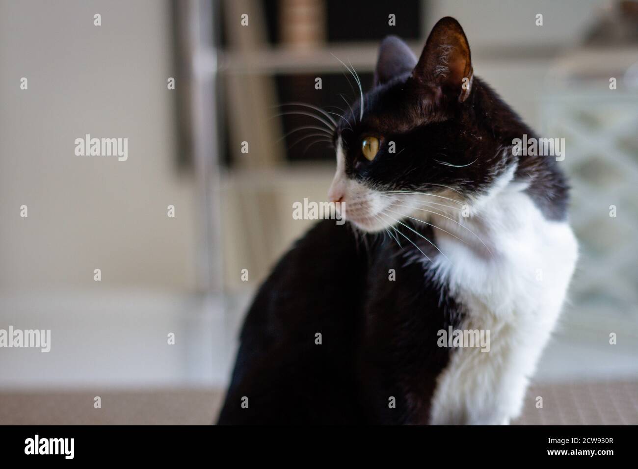 chat noir et blanc malade dans le salon Banque D'Images