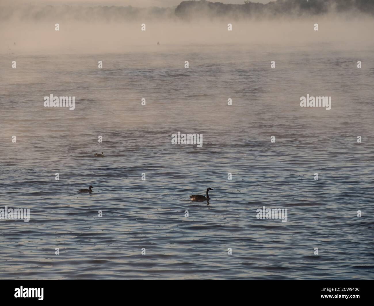 Brume matinale sur le lac Ontario avec un canard et une oie Banque D'Images