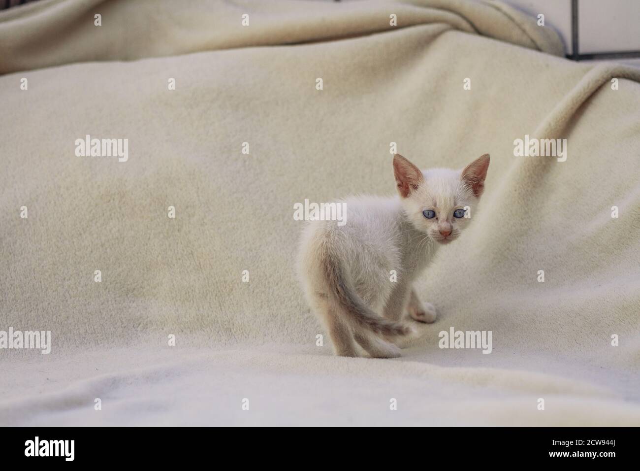Peluche de chat blanc sur couverture Banque D'Images