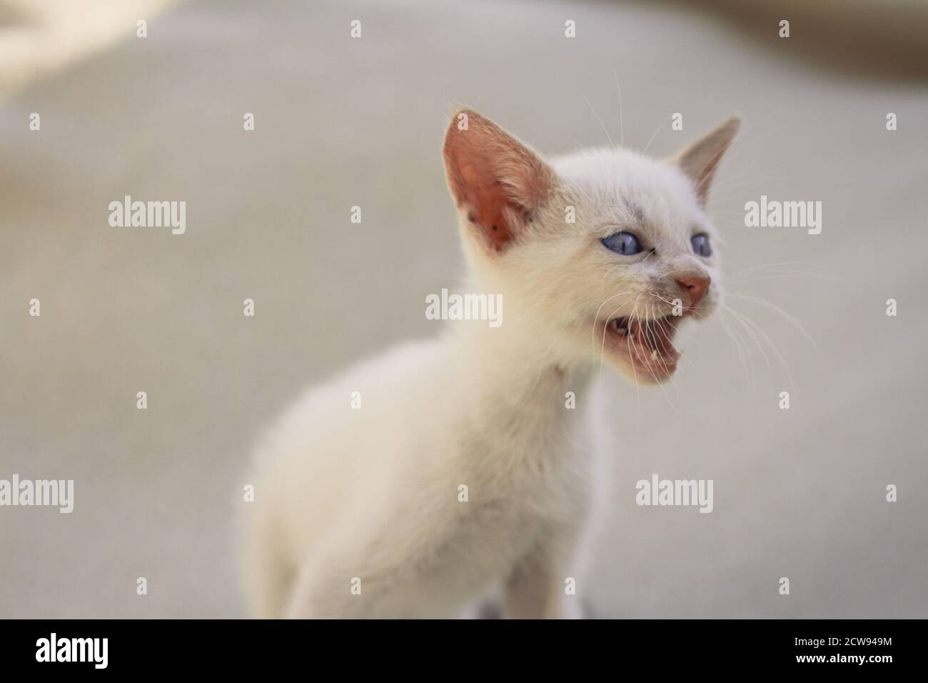 Blanc moelleux chiot chat mewing Banque D'Images