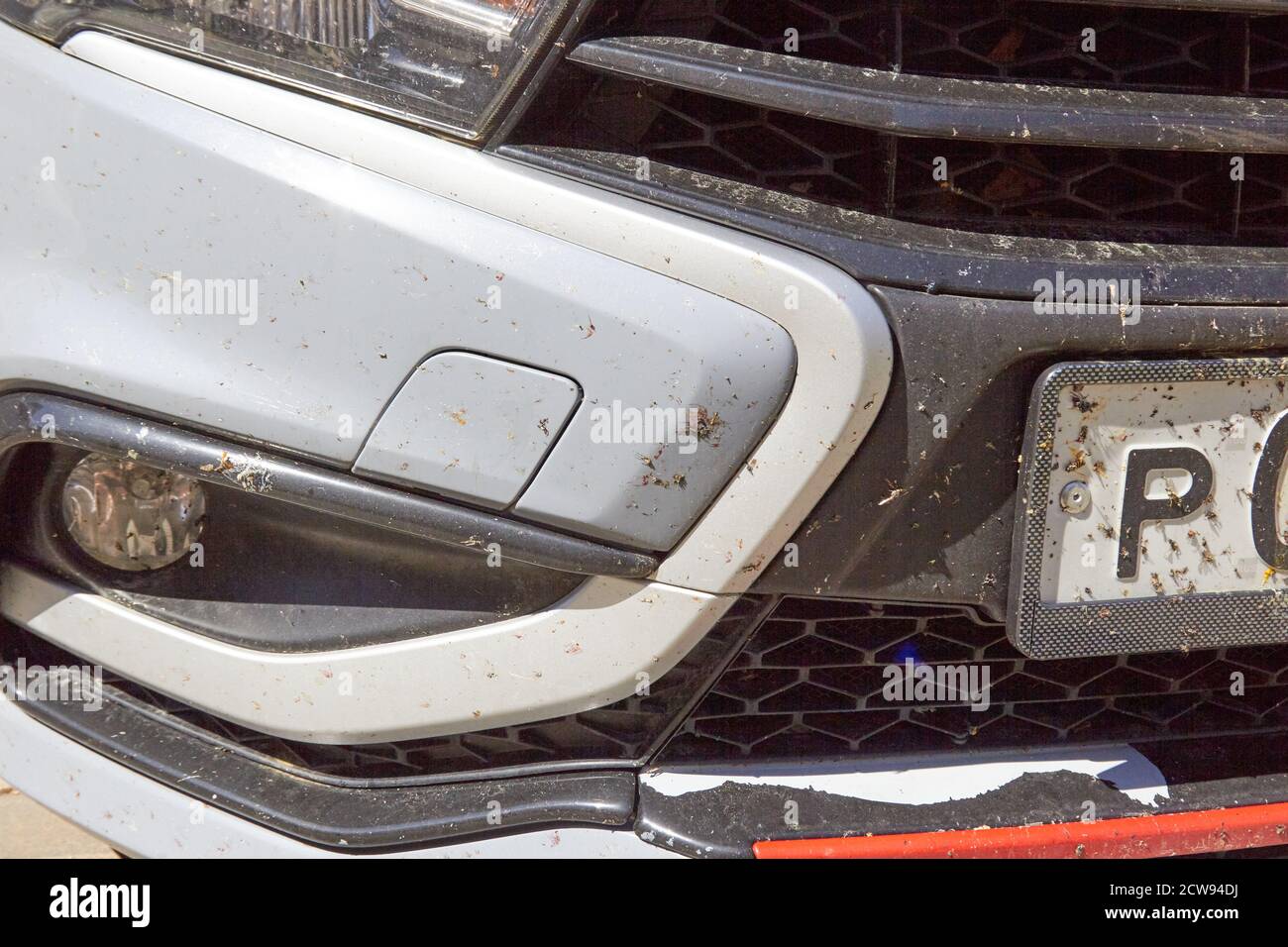 insectes sur la voiture sur la peinture du bouclier. Banque D'Images