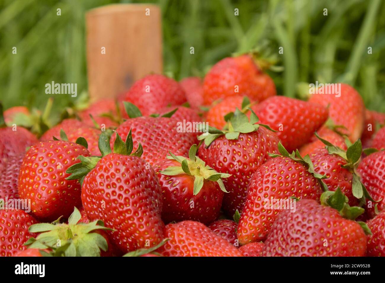 gros plan sur les baies de fraises sur le fond de la nature. Banque D'Images