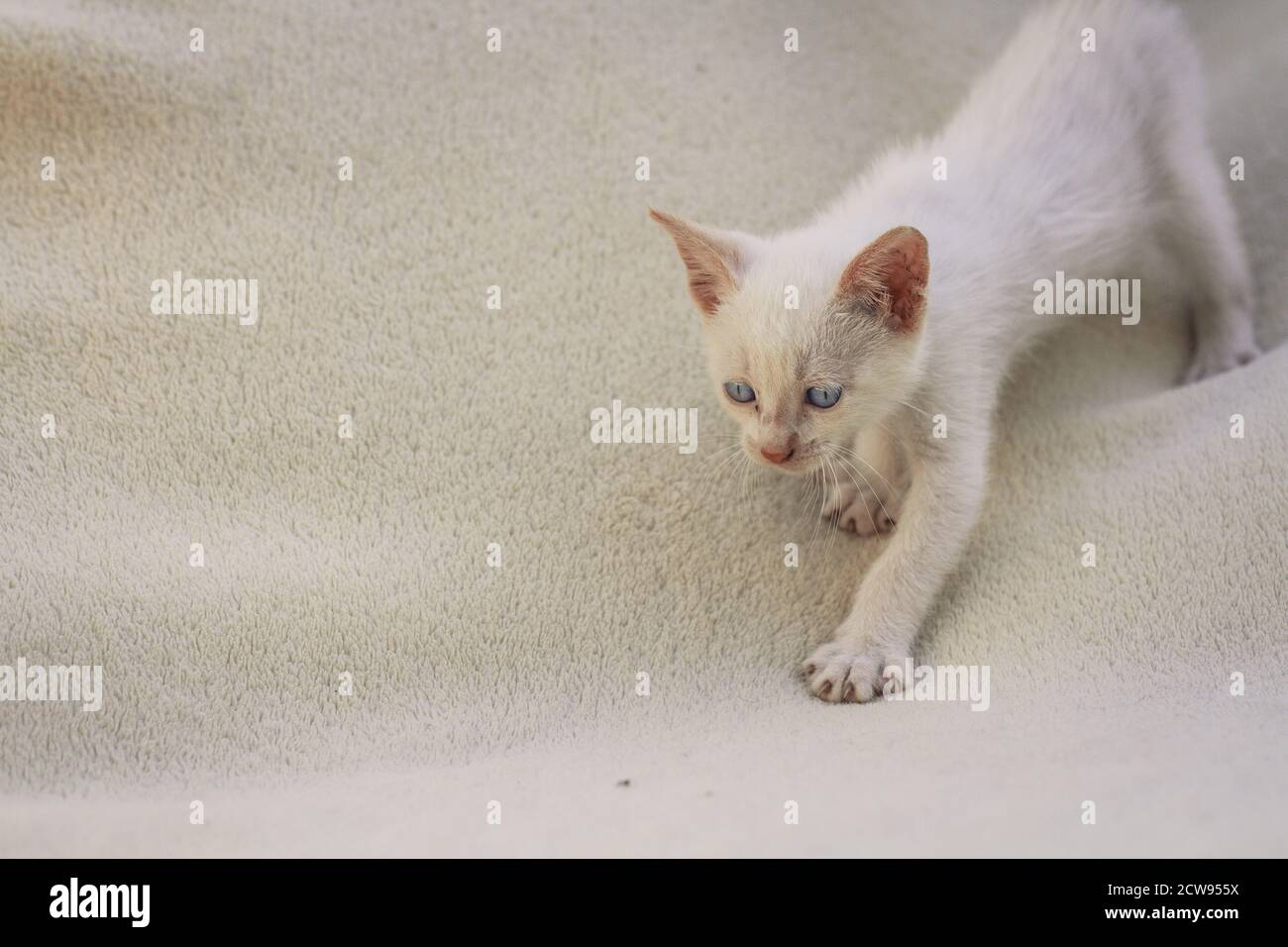 Peluche de chat blanc sur couverture Banque D'Images