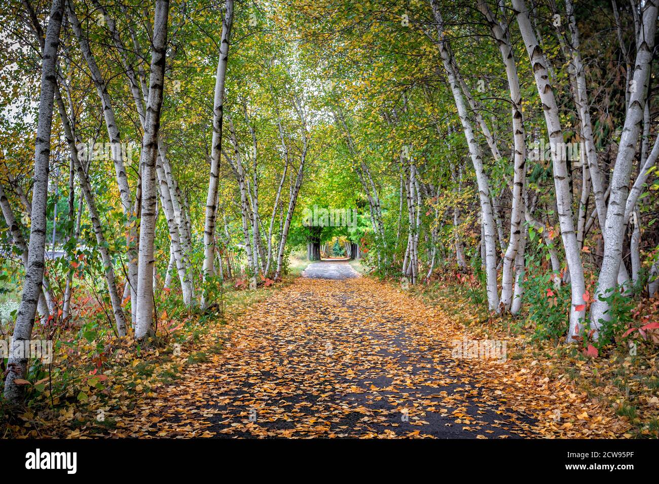 Marquise de bouleaux en automne le long de la piste avec les feuilles mortes. Banque D'Images