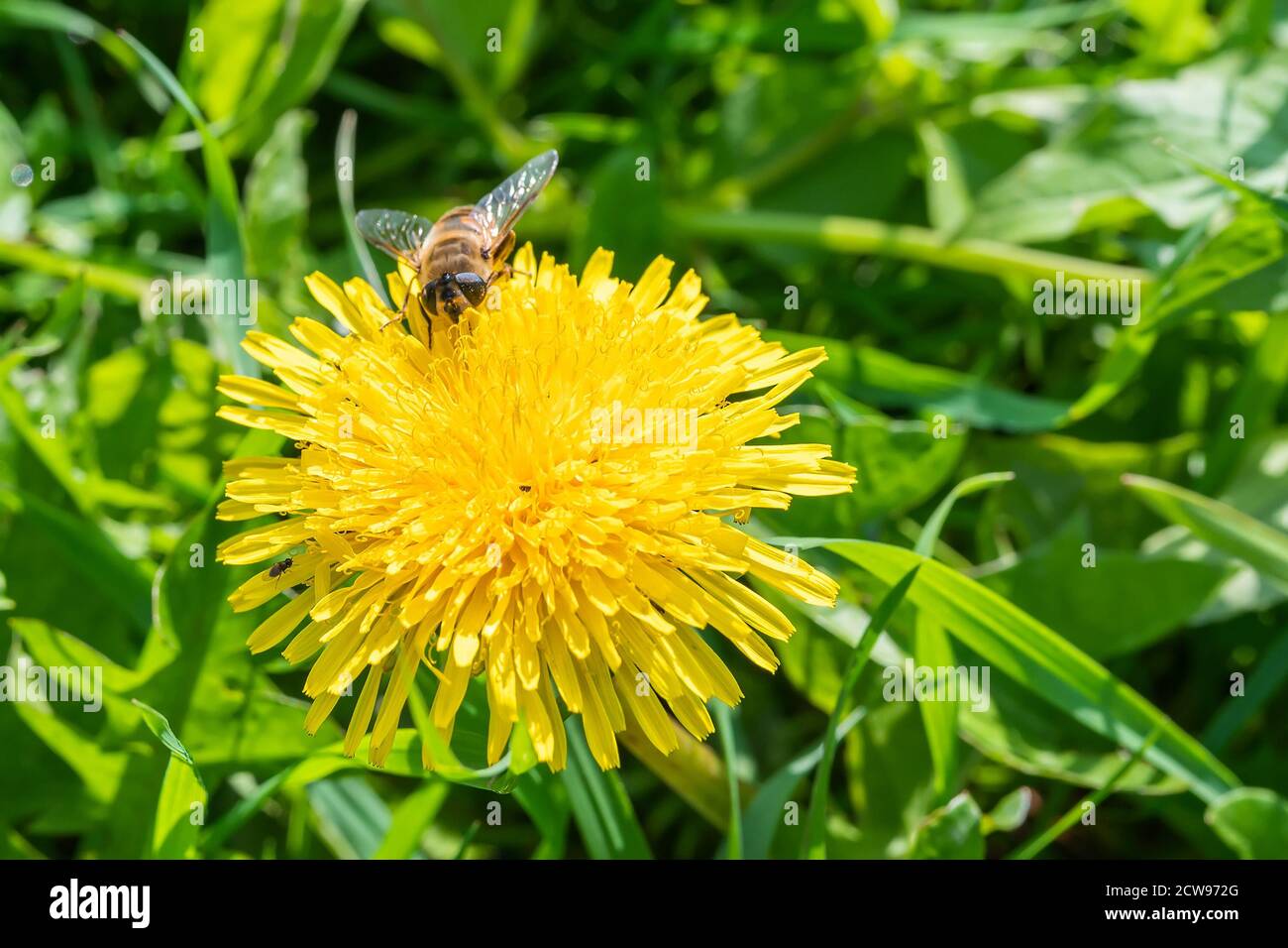 abeille sur la fleur de pissenlit jaune sur un fond vert d'herbe dans le jardin. Photo de haute qualité Banque D'Images