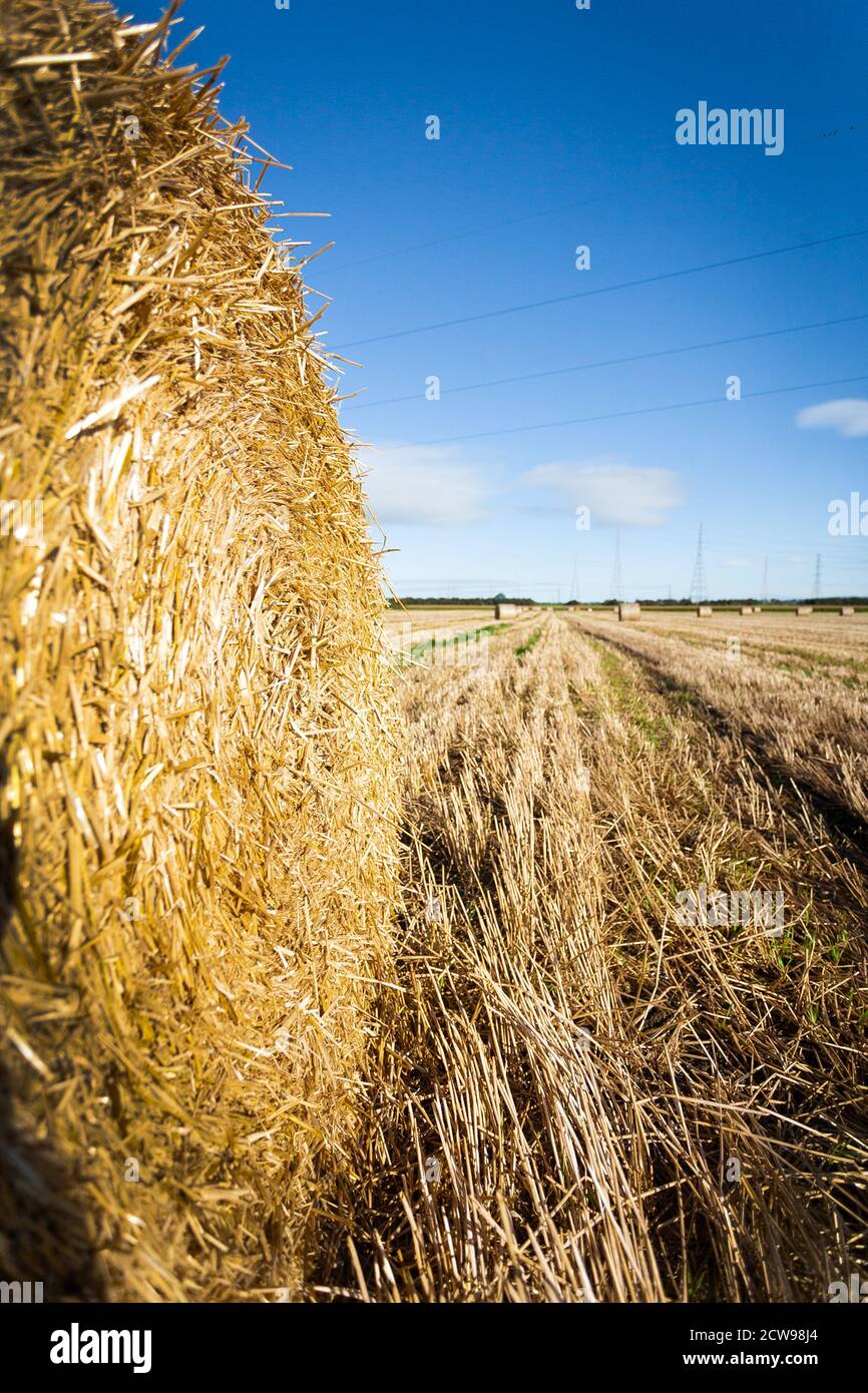 Champs de balles de paille prêtes à être récoltées après la mise en balles. Banque D'Images