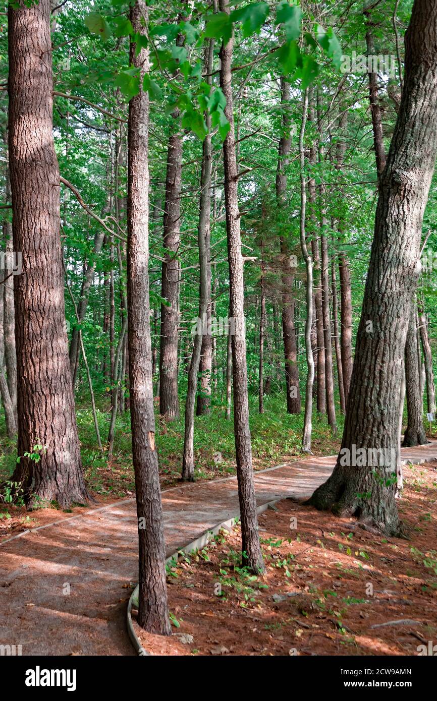 Sentier nature dans la réserve naturelle nationale Rachel Carson à Wells, Maine. Banque D'Images