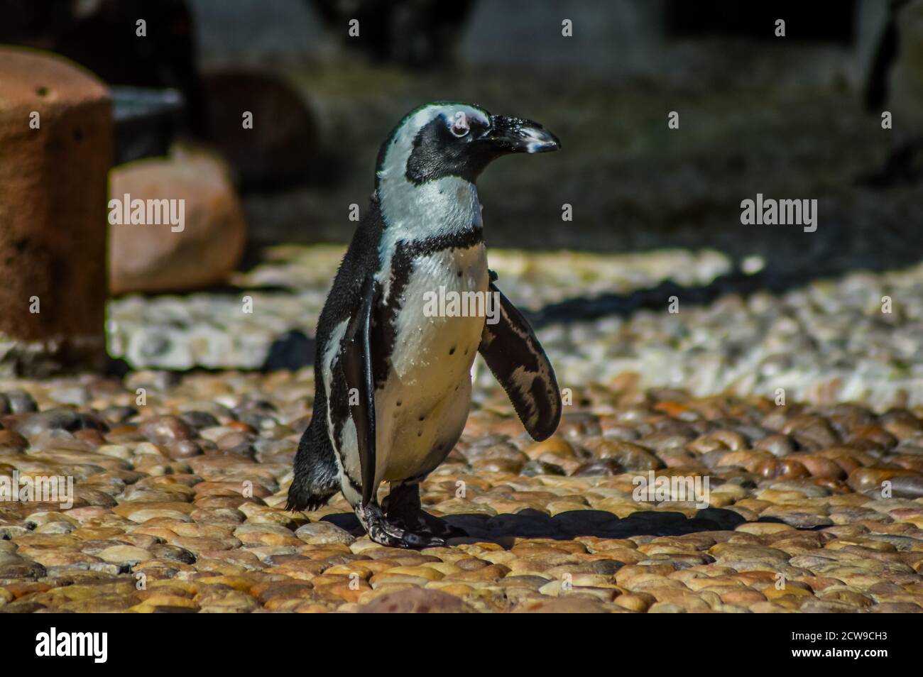 Cape Penguin à Ushaka Marine World Durban centre Afrique du Sud Banque D'Images
