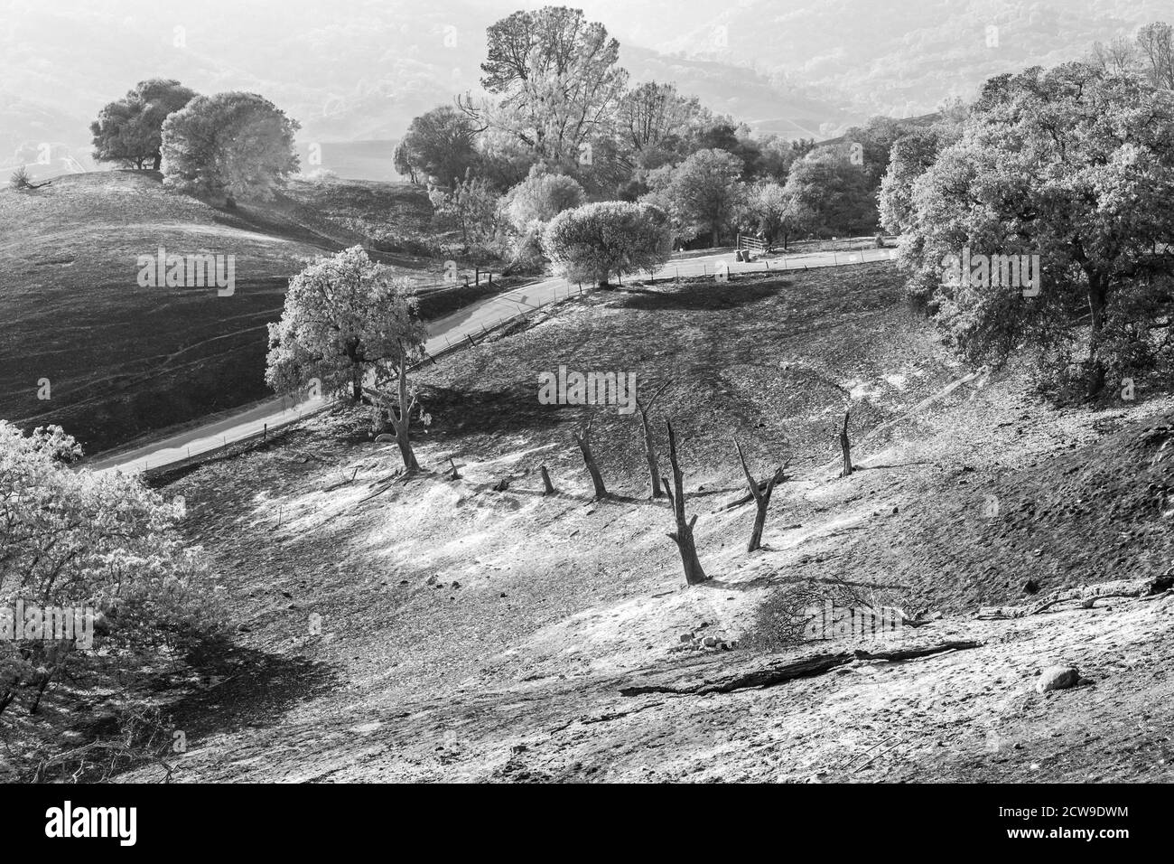 Ravagé par les feux de forêt du nord de la Californie, une beauté dévastée. Banque D'Images