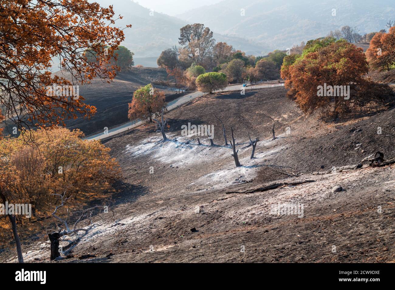 Ravagé par les feux de forêt du nord de la Californie, une beauté dévastée. Banque D'Images
