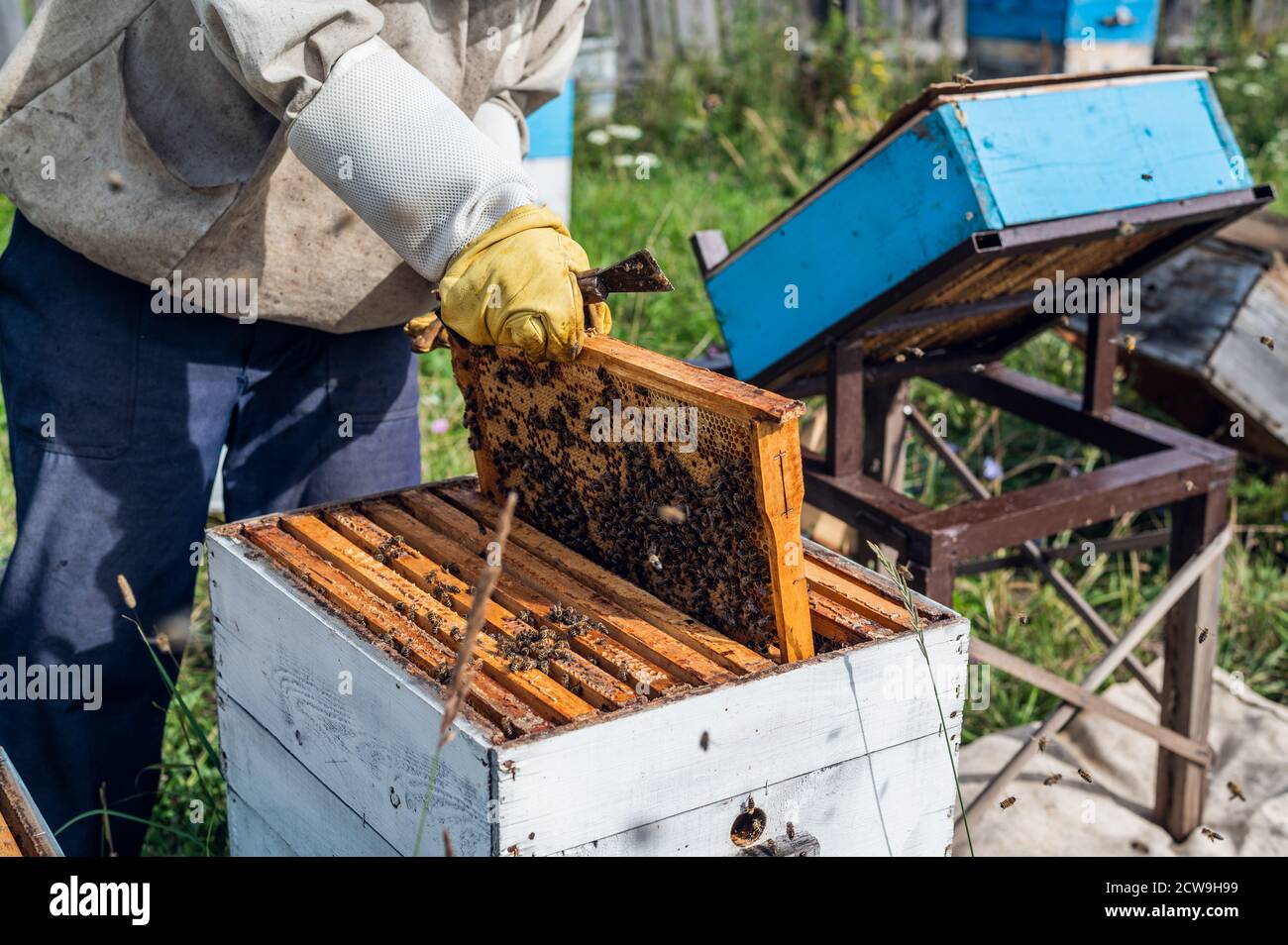 Apiculteur inspectant ses abeilles dans des ruches blanches sur une ferme. Banque D'Images
