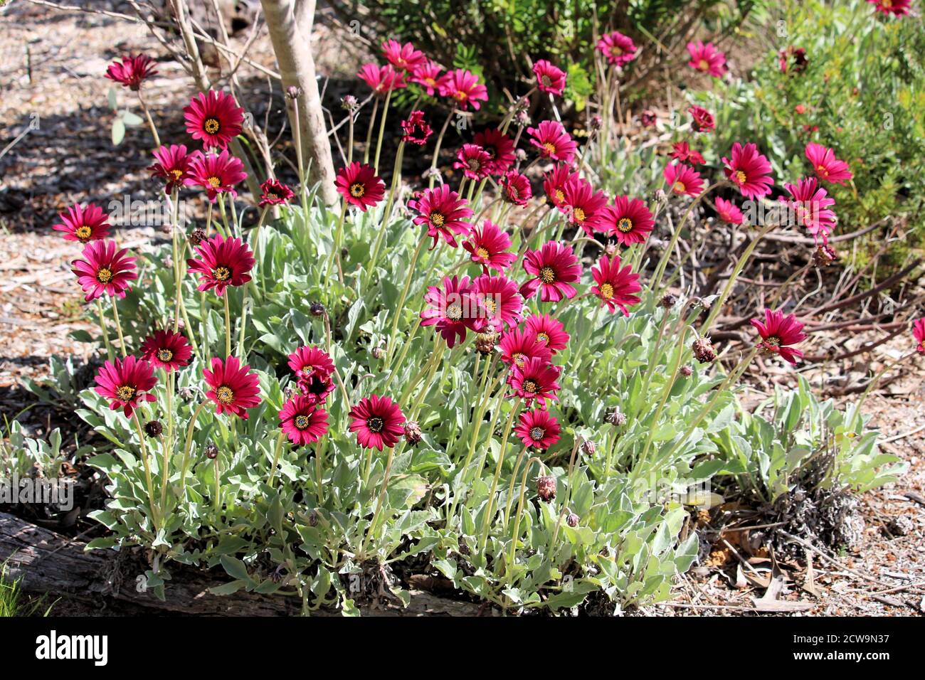 Daisy africaine (Arctotis 'Ruby Creeper') Australie méridionale Banque D'Images