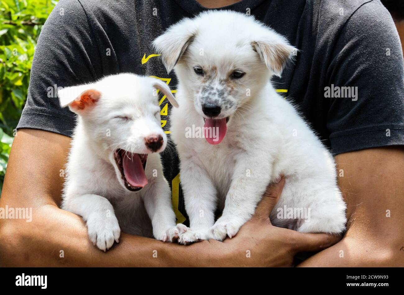 Pékin, Chine. 28 septembre 2020. Le 28 septembre 2020, un homme porte ses chiens d'animal de compagnie en attendant la vaccination gratuite contre la rage à Manille, aux Philippines. La Journée mondiale de la rage est célébrée le 28 septembre afin de sensibiliser les animaux de compagnie à la prévention de la rage. Crédit: Rouelle Umali/Xinhua/Alamy Live News Banque D'Images