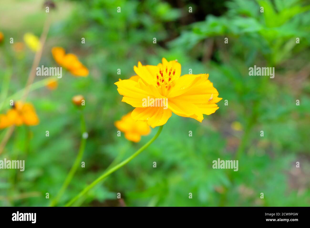 Fleur de Cosmos jaune (Cosmos de soufre) dans le jardin mise au point douce  et arrière-plan flou, mise au point sélectivée, gros plan Photo Stock -  Alamy