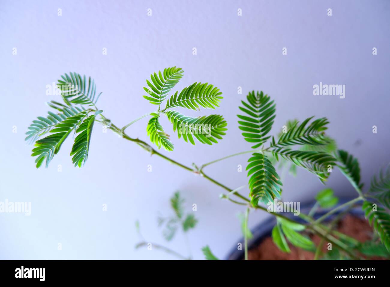 Laisse une plante sensible sur fond de mur, Mimosa invisa Banque D'Images