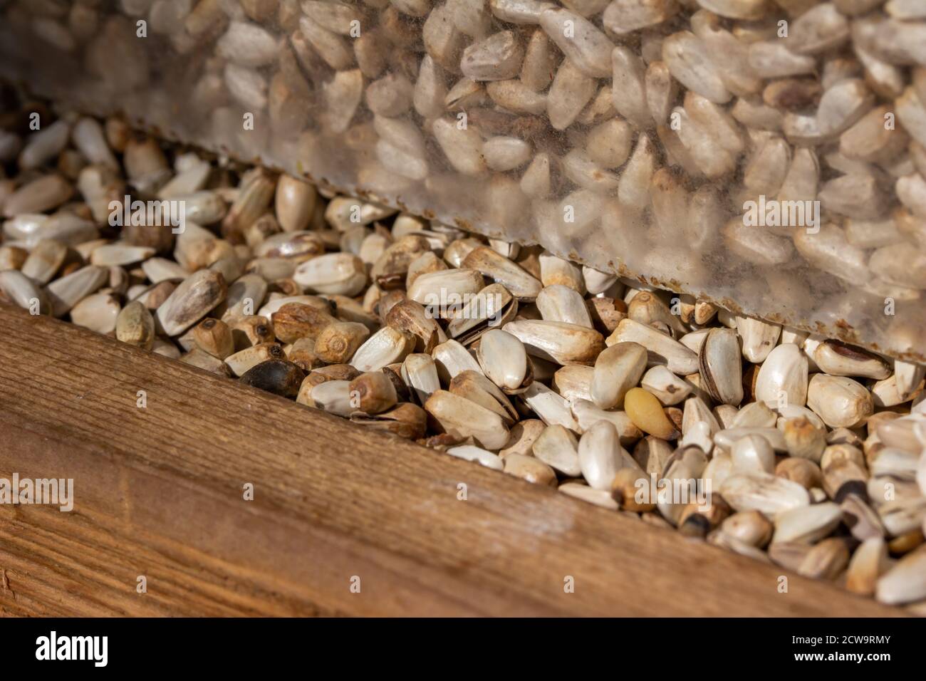 Graines de Carthame pour oiseaux sauvages 3.5kg