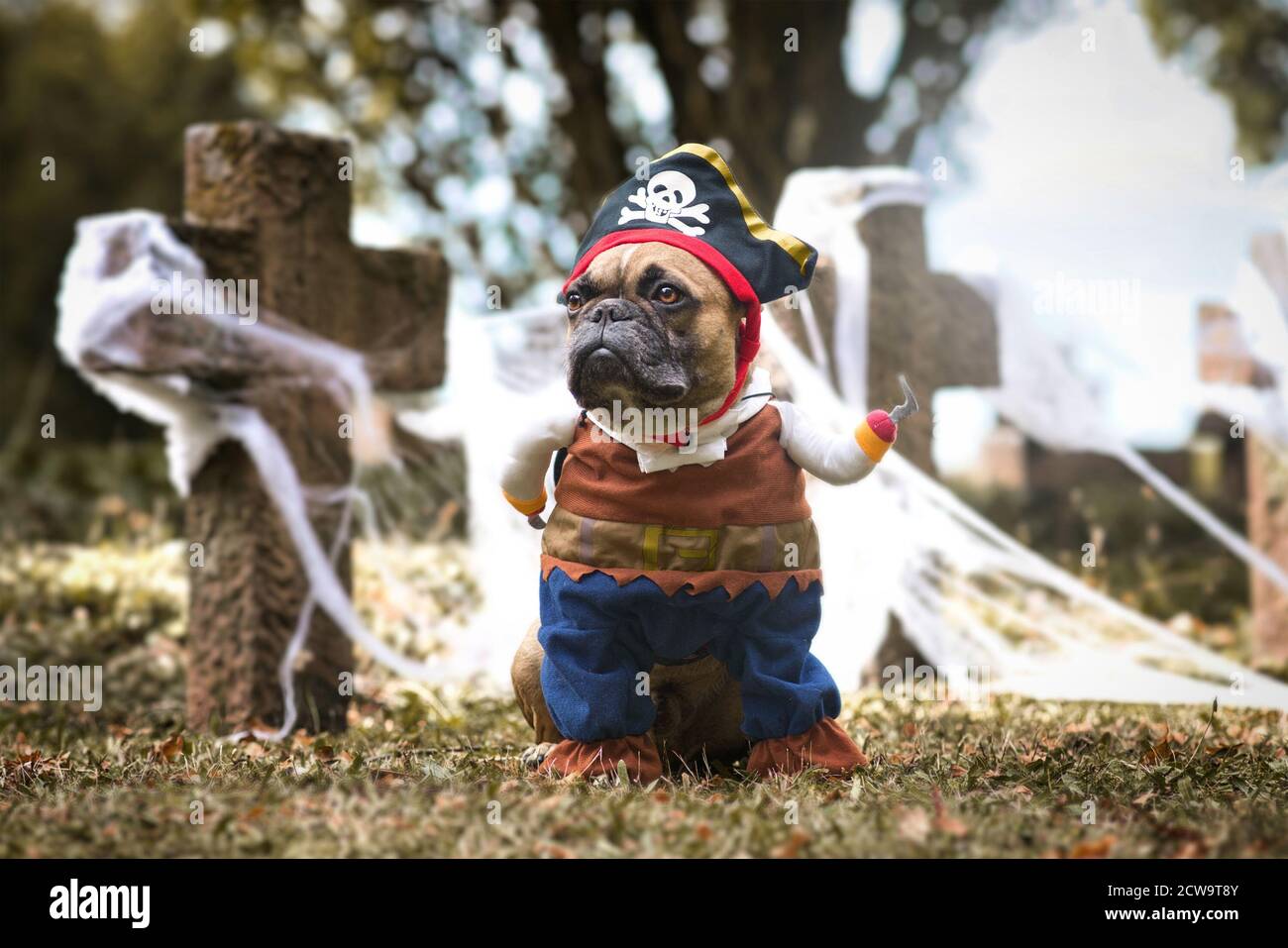 Chien Bulldog français portant le costume de pirate Halloween avec chapeau  et crochet à l'avant du cimetière recouvert de toile d'araignée Photo Stock  - Alamy