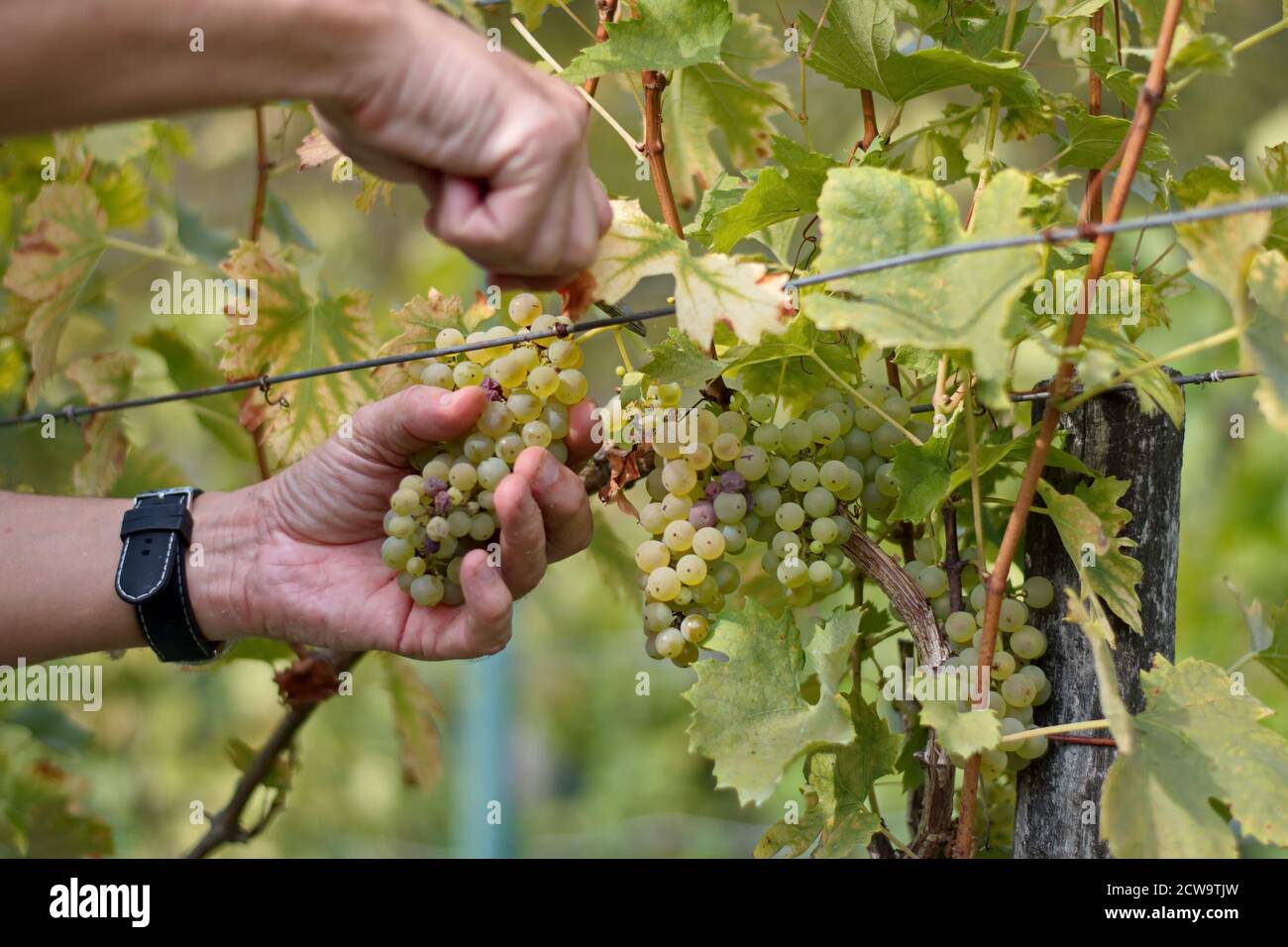 Les mains de l'homme cueillant des raisins sur la vigne dans le vignoble Banque D'Images