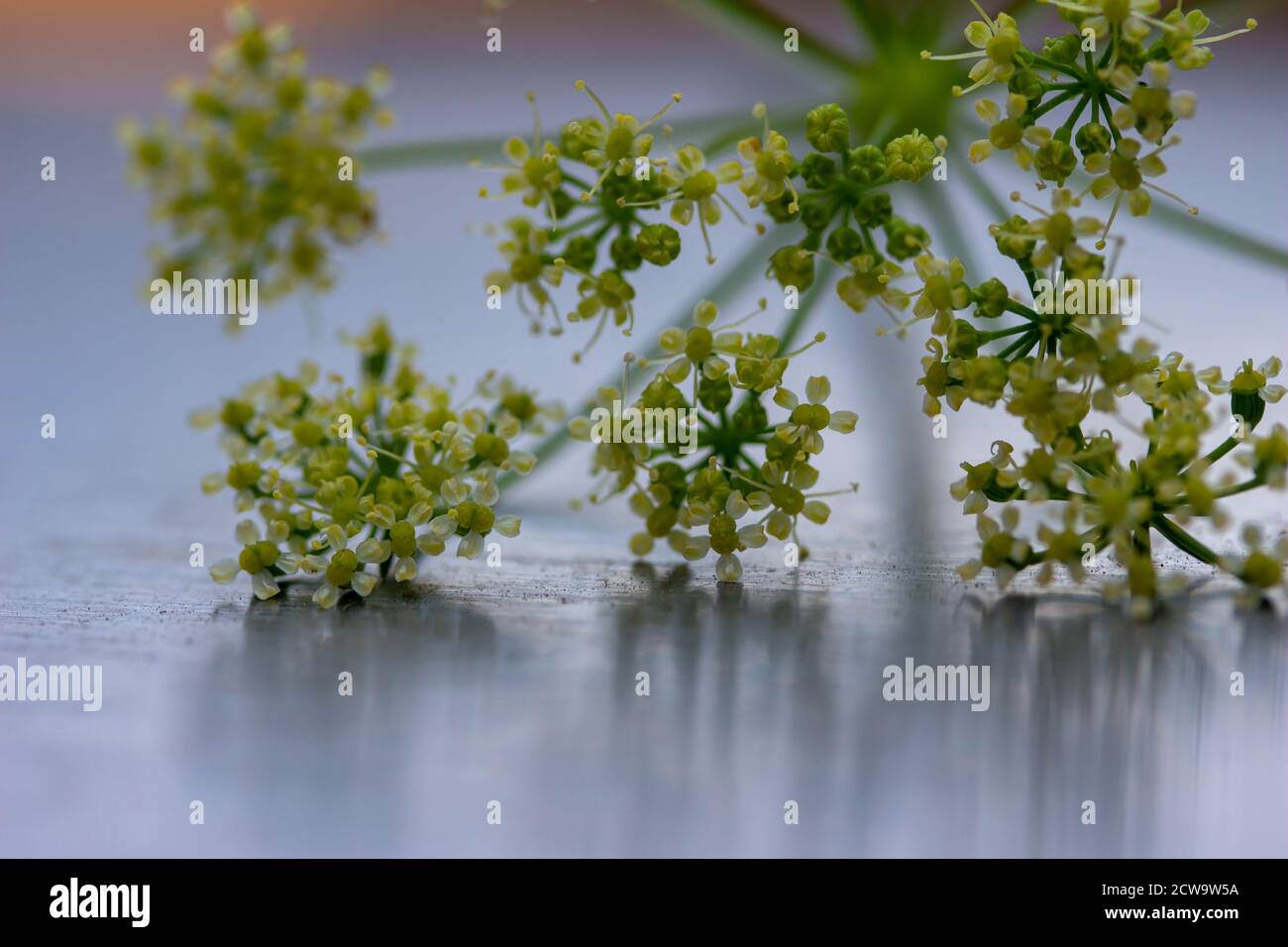 Vue macro de la texture des fleurs de dentelle délicate sur la plante d'herbes de persil, avec fond métallique brossé argenté défoqué et espace de copie Banque D'Images