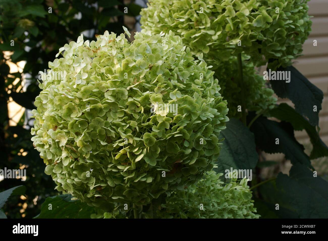 Hydrangea arborescens Incredible ou fort Annabelle blanc a corymbe. Hydrangea arborescens aux inflorescences vertes dans le jardin d'automne. Banque D'Images