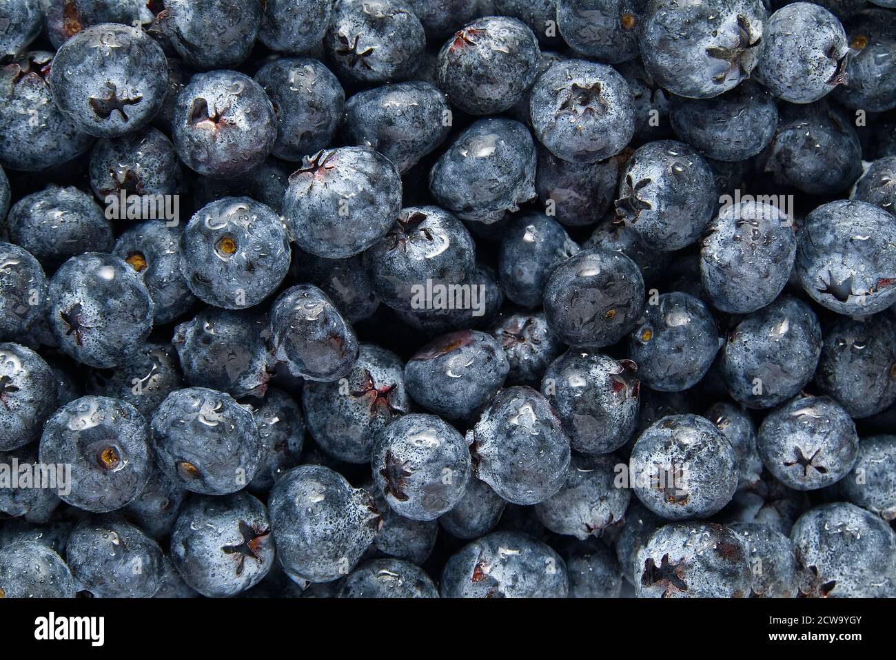 Fond de myrtille biologique. Myrtilles fraîches. Arrière-plan de gros plan. Arrière-plan de bleuets fraîchement cueillis Banque D'Images