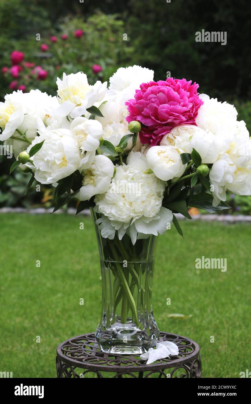 bouquet de fleurs de pivoine blanches et roses dans un vase en verre Banque D'Images