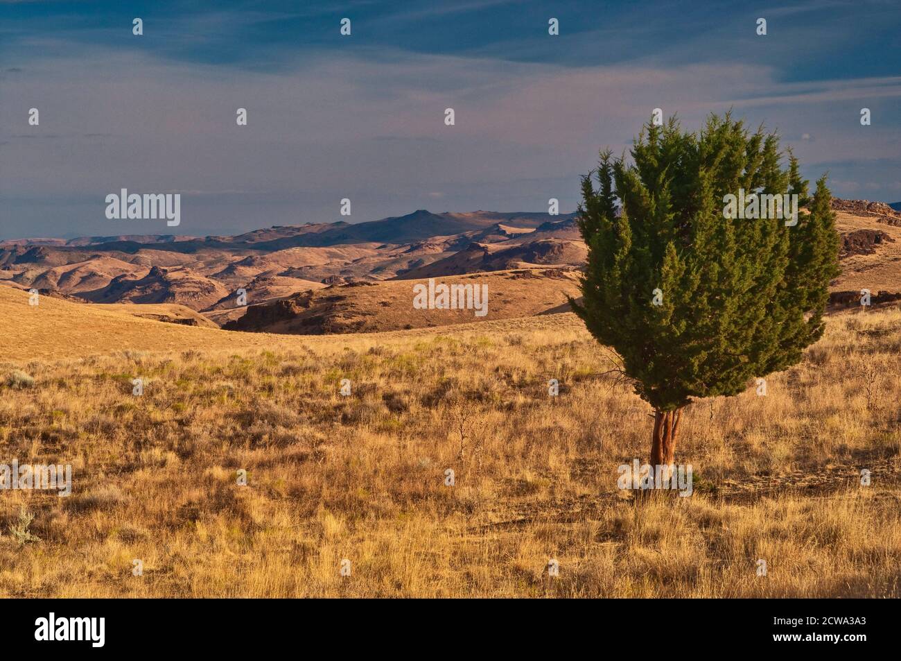 Un genièvre solitaire dans les prairies près de Leslie Gulch et Owyhee Lake, Mahogany Mountain Caldera, High Desert Region, Oregon, États-Unis Banque D'Images