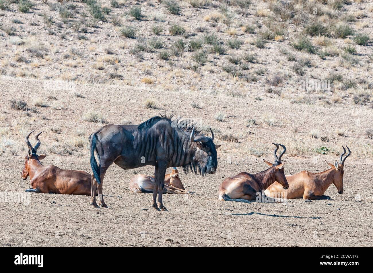 Un bleu sauvage et un rouge hartebeest dans le Kgalagadi Banque D'Images