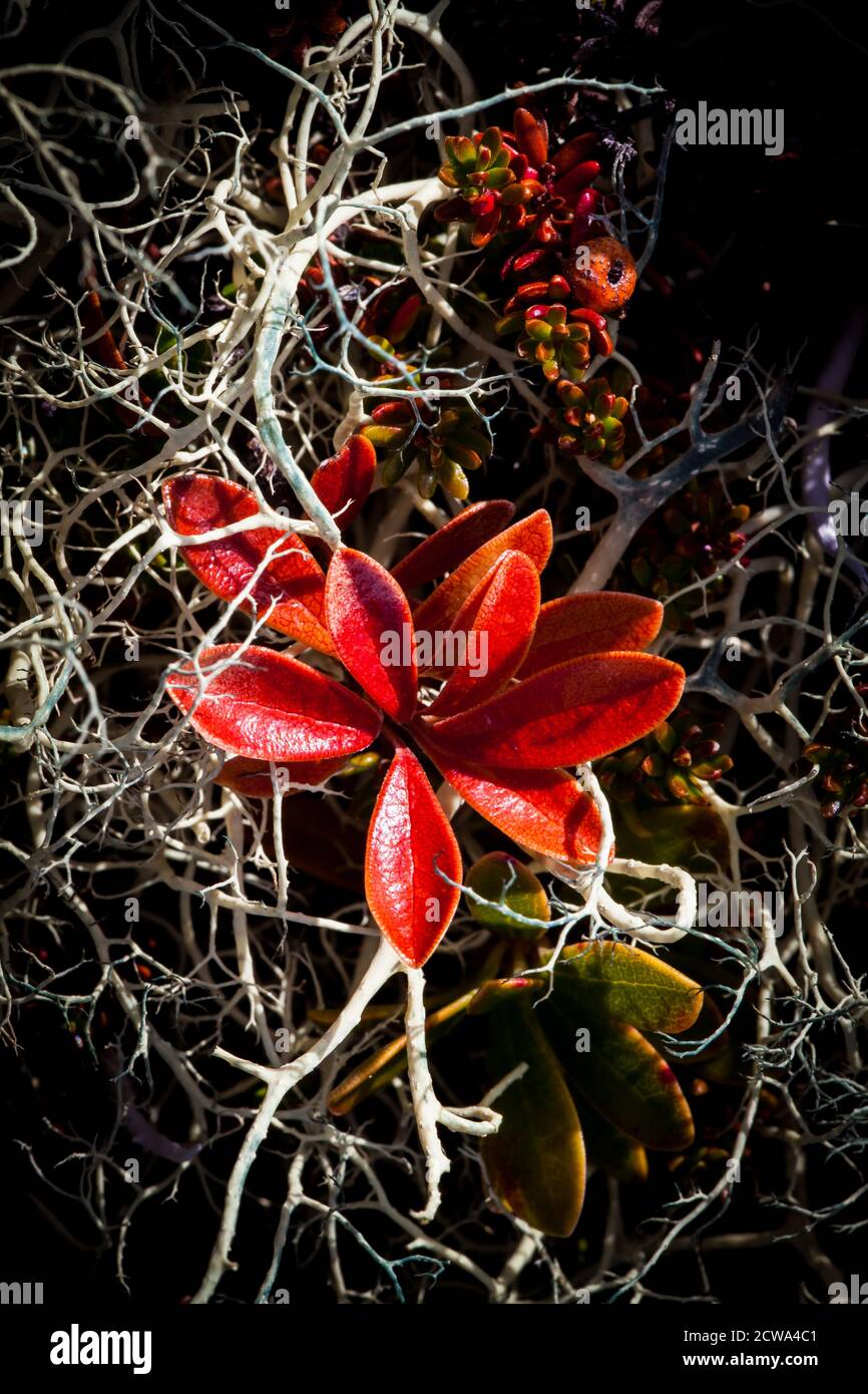 Gros plan de plantes alpines aux couleurs automnales à Dovrefjell, Dovre, Norvège. Banque D'Images