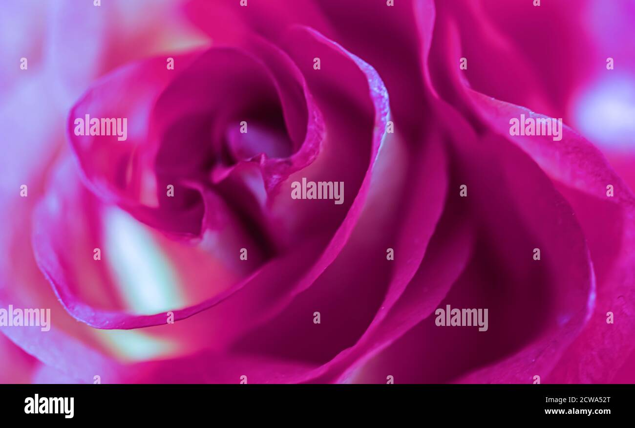 Concept botanique, carte d'invitation - mise au point douce, fond floral abstrait, fleur rose pourpre. Toile de fond de fleurs macro pour le design de la marque des fêtes Banque D'Images