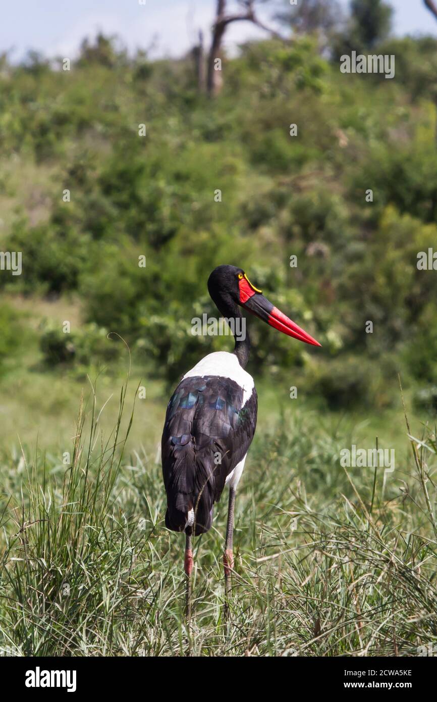 Cigogne à bec de selle, ou carthère (Ephippiorhynchus senegalensis) debout dans une grande herbe dans le parc national Kruger, en Afrique du Sud avec fond de bokeh Banque D'Images