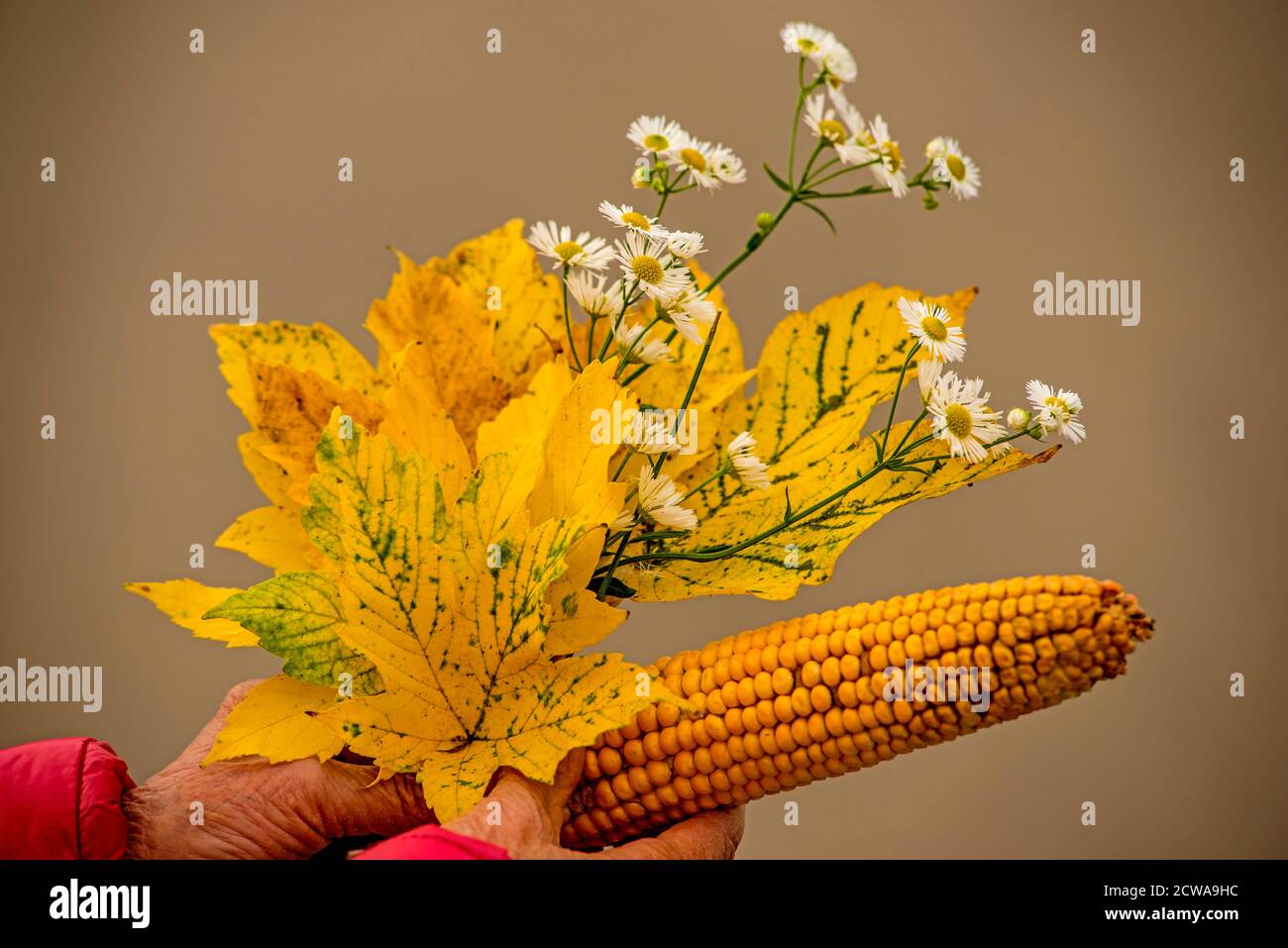 bouquet de feuilles de couleur automnale avec fleurs et épis de maïs dans une main Banque D'Images