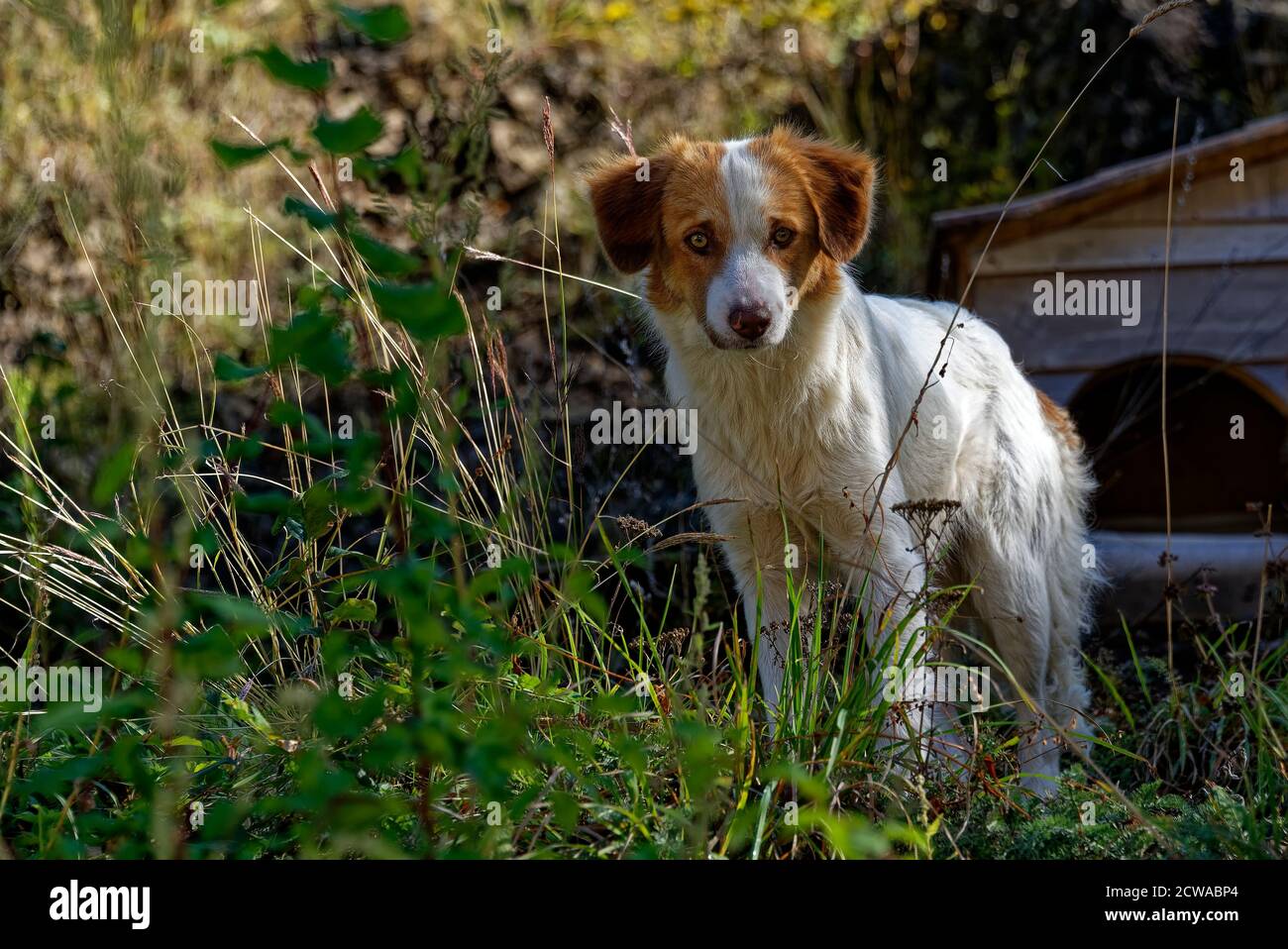 Chien errant blanc et marron regardant l'appareil photo, portrait d'un animal mignon Banque D'Images