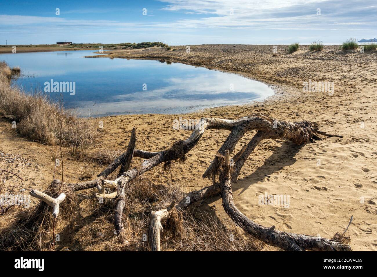 Un arbre mort dans un lagon salin à Benacre, Suffolk, Angleterre. Banque D'Images