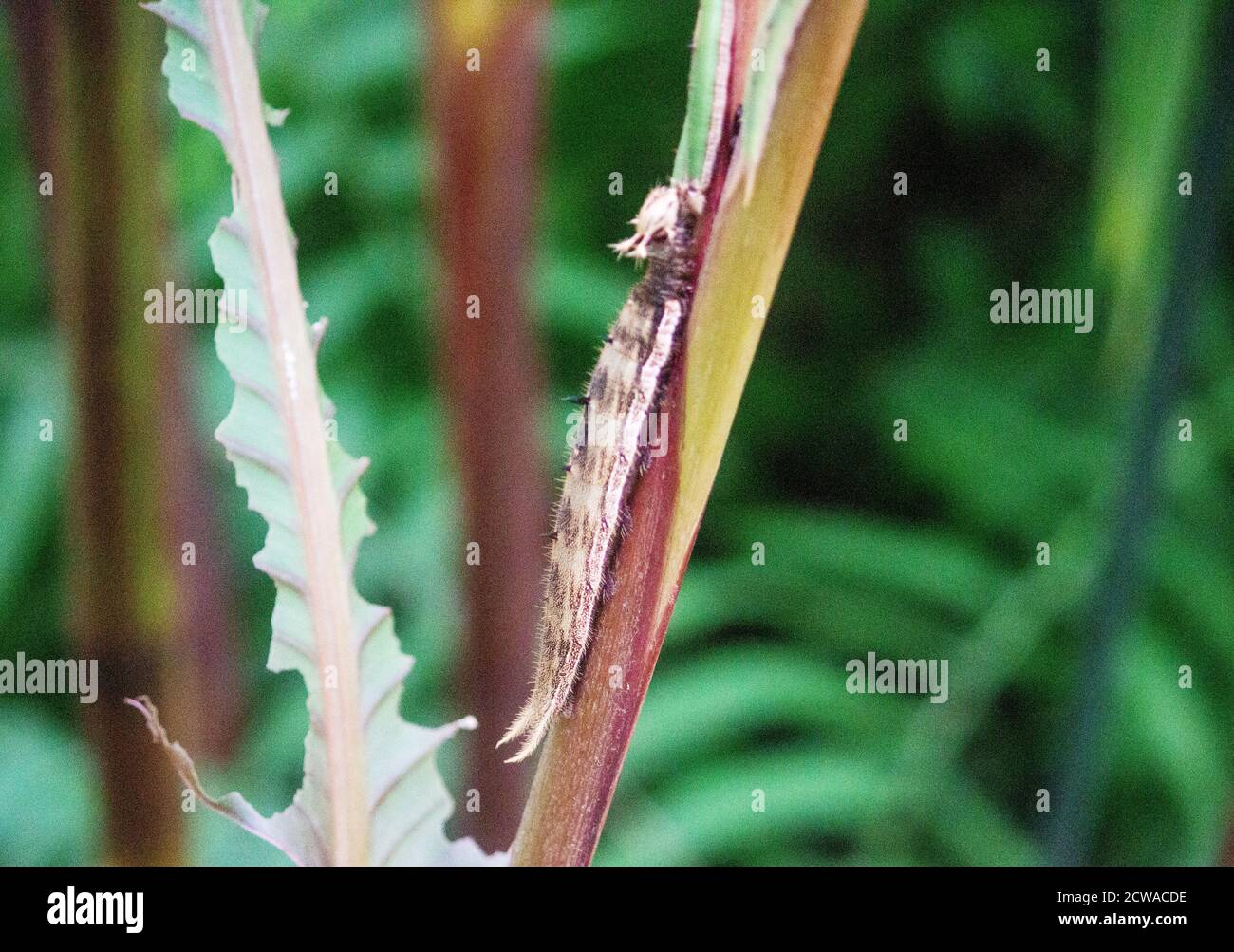 Une vue à une chenille d'un hibou papillons, ils sont une espèce du genre Caligo et sont connus pour leurs énormes eyespots Banque D'Images