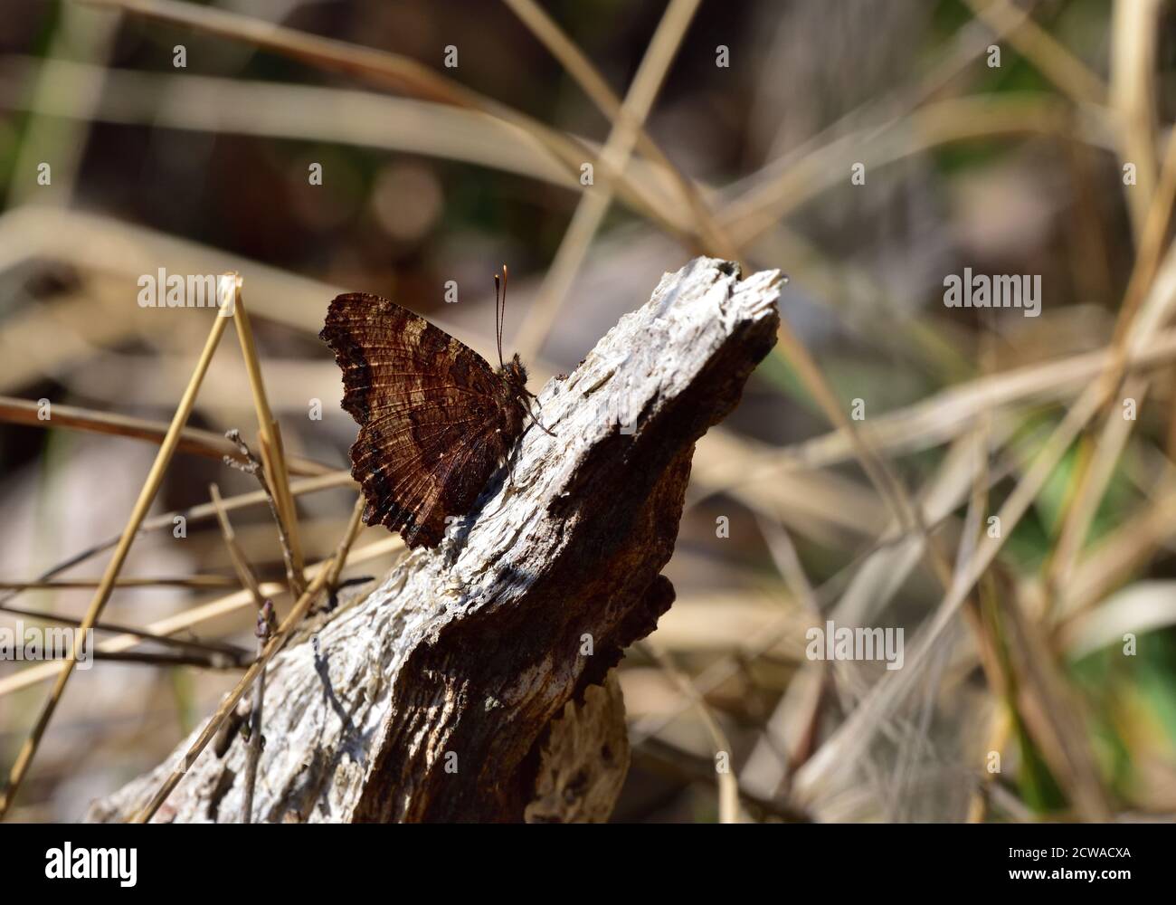 Petit papillon isolé de l'espèce rare tortoiseshell (Nymphalis xanthomelas) photographié avec un objectif macro lorsqu'il se réchauffe dans le soleil sur un piec Banque D'Images