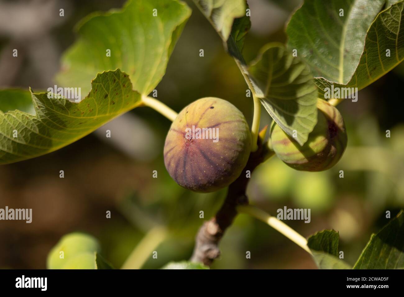 Fruits de la Fig sur l'arbre dans le jardin avec des lumières de soleil. Photo macro horizontale. Banque D'Images