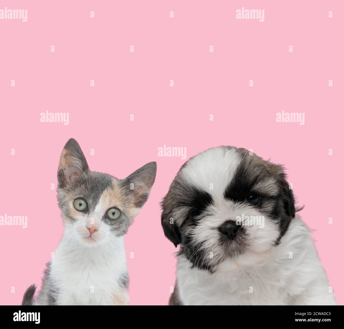 équipe de chats métis et de chiens shih tzu sur le rose arrière-plan Photo  Stock - Alamy
