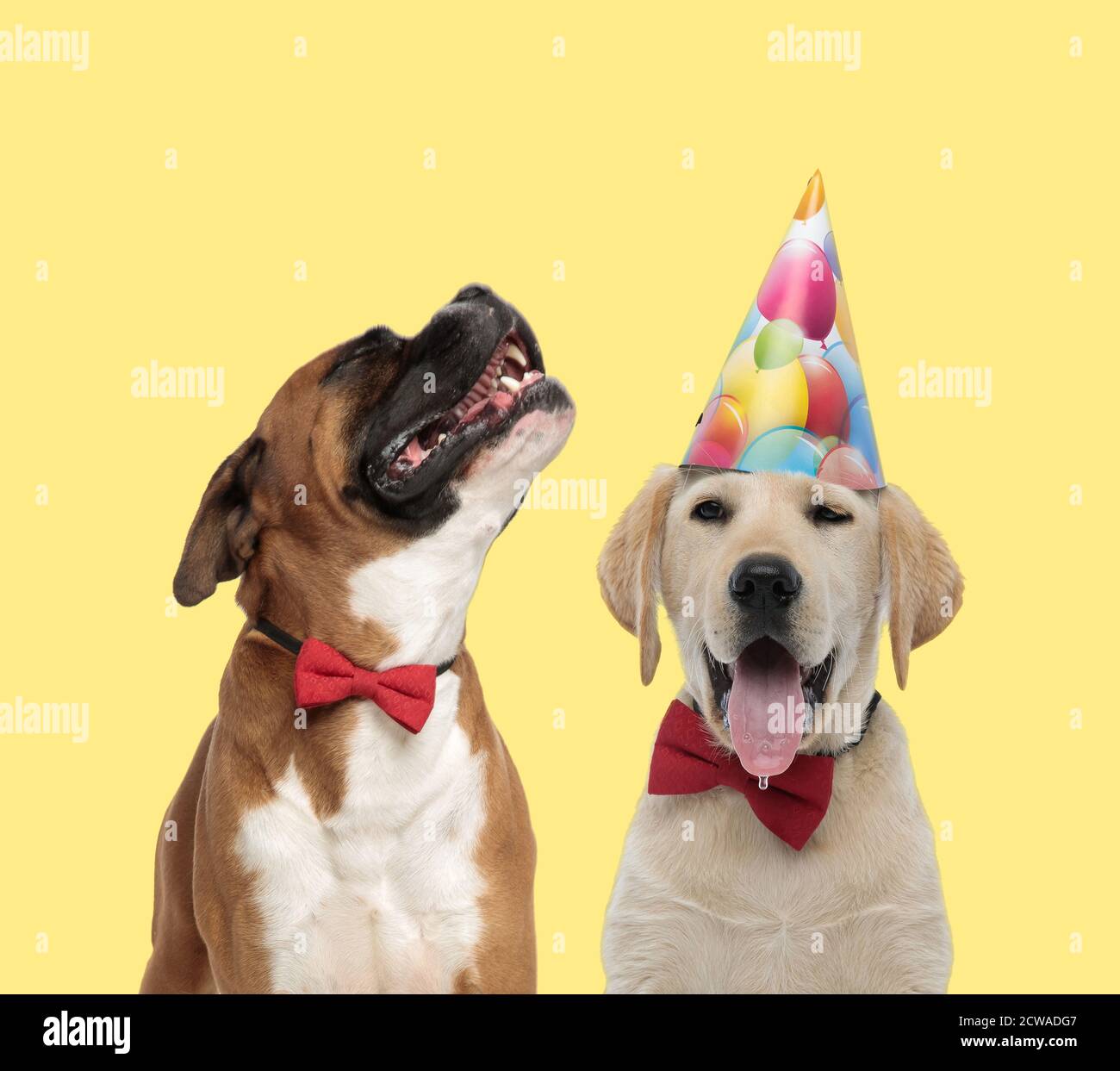 Mignon Chien Boxer Hurlant Dans La Douleur A Cote D Un Labrador Chien Portant Un Noeud Papillon Avec Un Chapeau D Anniversaire Heureux Sur Fond Jaune Photo Stock Alamy Mignon Chien Boxer Hurlant Dans La Douleur A Cote D Un Labrador Chien Portant Un Noeud Papillon Avec Un Chapeau D Anniversaire Heureux Sur Fond Jaune Photo Stock Alamy