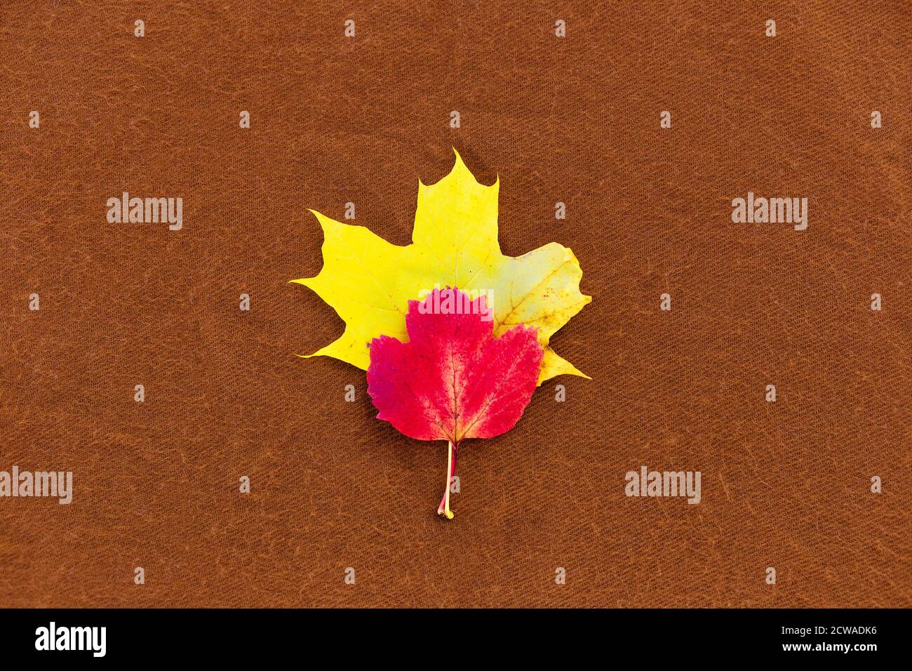 Les feuilles d'automne se trouvent sur un fond marron. Vue de dessus. Feuille rouge et jaune. Thème de l'automne. Minimalisme. Arrière-plan pour les inscriptions Banque D'Images