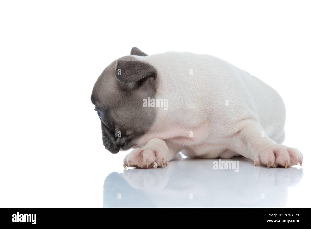 Vue latérale d'un curieux chien de taureau français à la recherche et tout en vous reposant sur un arrière-plan de studio blanc Banque D'Images