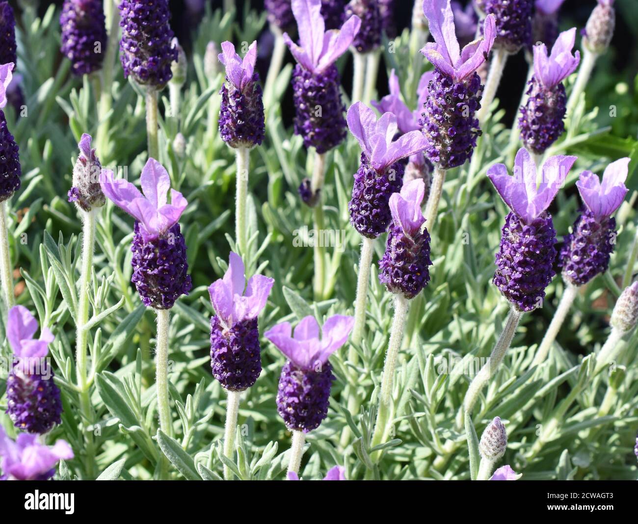 Lavande Floraison Lavandula angustifolia dans un jardin Banque D'Images