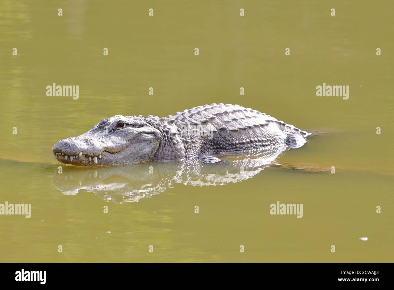 Un alligator situé encore dans l'eau à la ferme des alligators des Everglades à Homestead, Floride, États-Unis Banque D'Images