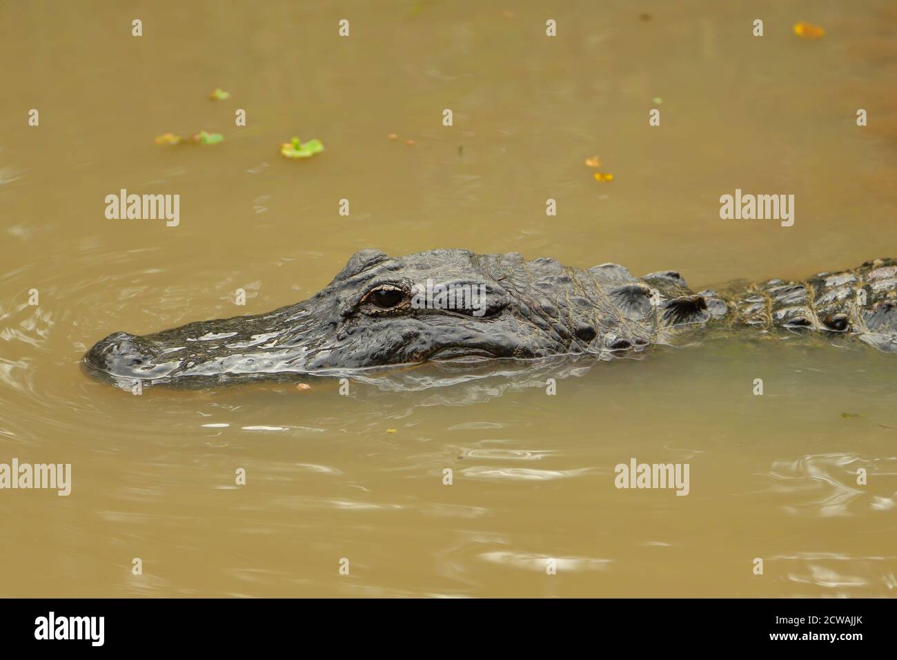 Un alligator situé encore dans l'eau à la ferme des alligators des Everglades à Homestead, Floride, États-Unis Banque D'Images Un alligator situé encore dans l'eau à la ferme des alligators des Everglades à Homestead, Floride, États-Unis Banque D'Images