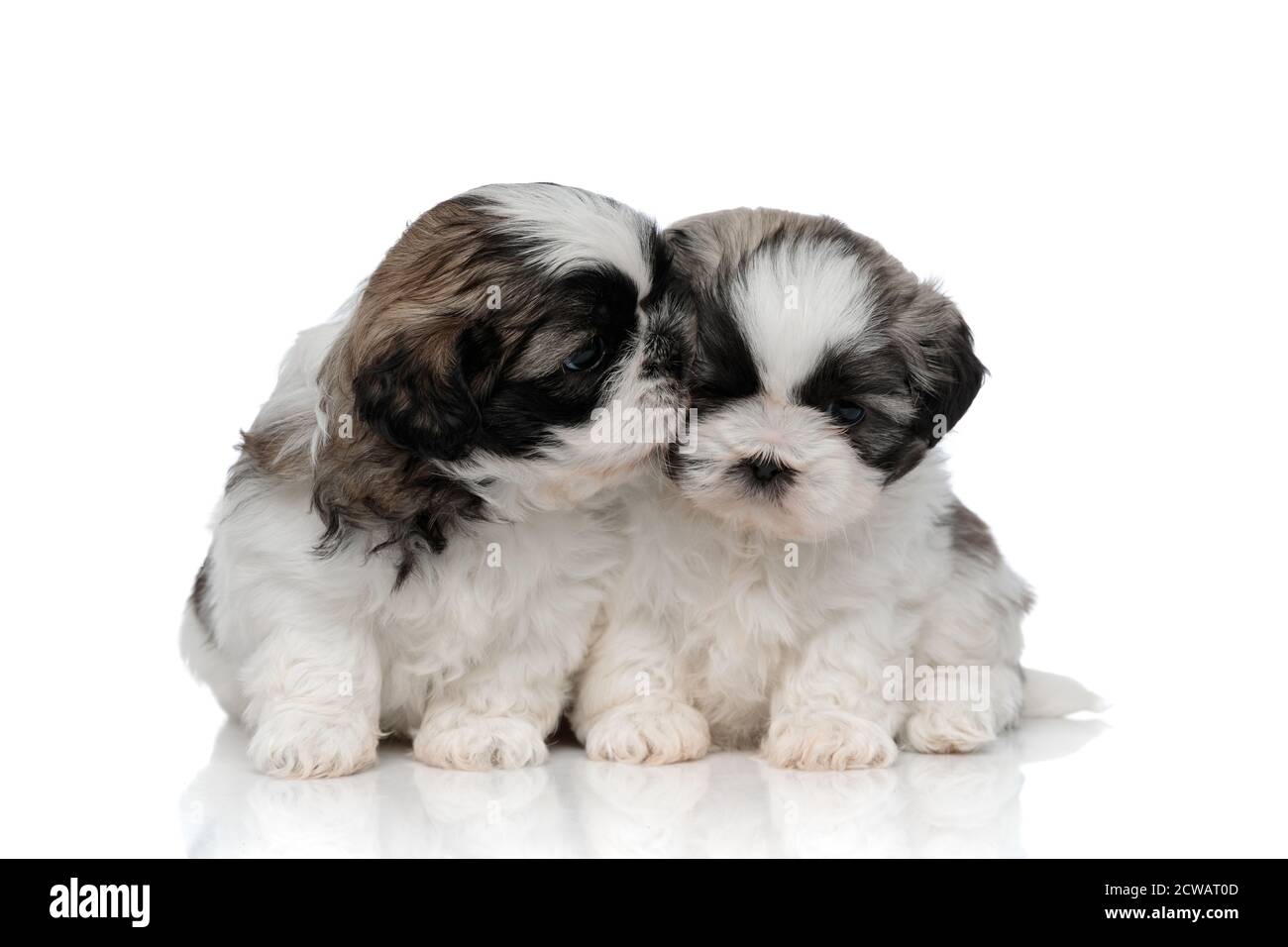 L'adorable shih Tzu cub embrasse et embrasse sa sœur tout en étant assis sur fond blanc Banque D'Images