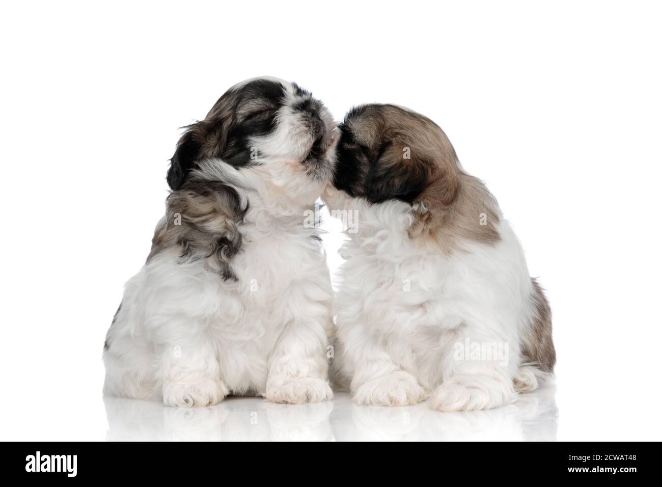 Sleepy Shih Tzu cub bâillant tout en étant embrassé par son frère ou sœur assis sur un fond blanc de studio Banque D'Images