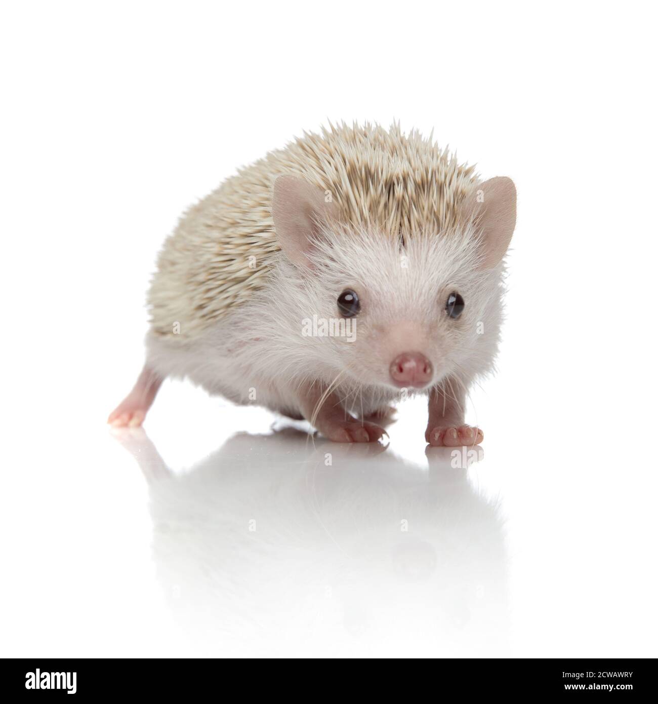 Albino hedgehog Banque d'images détourées - Alamy
