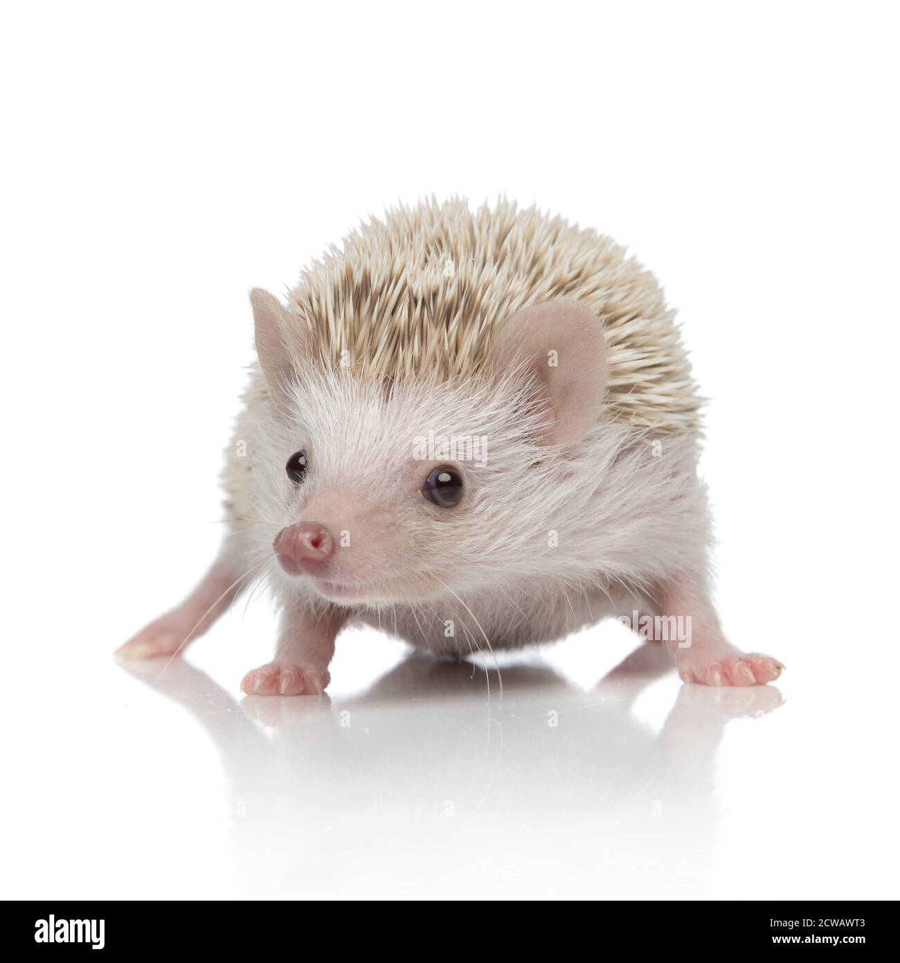Albinos afrique Banque d'images détourées - Alamy
