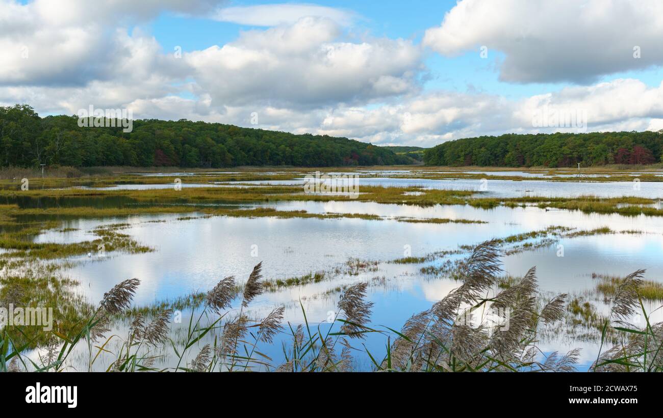 Vue panoramique sur le marais salé de Bride Brook, avec des cumulus nuages, saltmeadow et roseaux communs en automne, Rocky Neck State Park, Niantic, East Lyme Banque D'Images