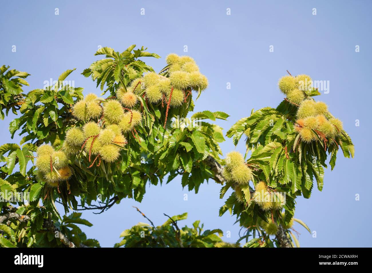 Jeune châtaigne espagnole douce (Castanea sativa) sur arbre, Espagne. Banque D'Images